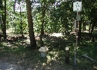 bos bij Steensel