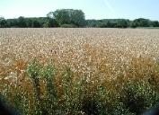 het ganse land is goud - Ps 72,5 (ber)